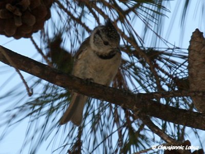 Crested Tit / Topmejse - juvenile