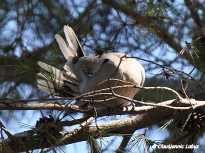 Collared Dove / Tyrkerdue