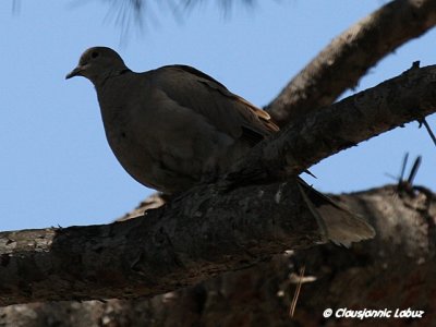 Collared Dove / Tyrkerdue