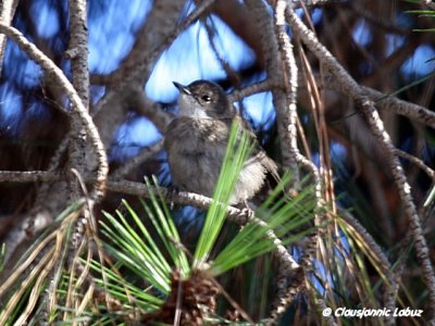 Sardinian warbler / Sorthovedet sanger - juvenile