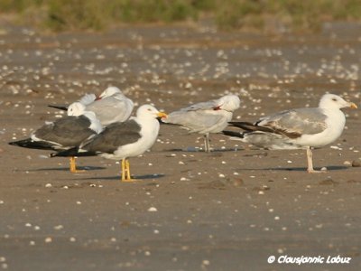 Audouins Gull, Yellowlegged Gull and Lesser Black-backed Gull / Audouinsmge, Middelhavsslvmge (4CY) og Sildemge