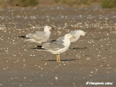 Audouins Gull and Yellowlegged Gull  / Audouinsmge og Middelhavsslvmge