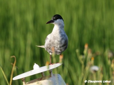 Whiskered Tern / Hvidskgget terne