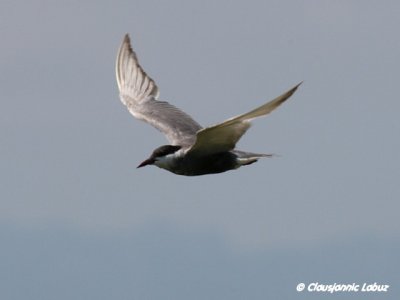 Whiskered Tern / Hvidskgget terne