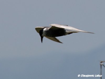 Whiskered Tern / Hvidskgget terne