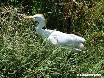 Cattle Egret / Kohejre