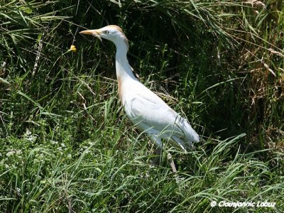 Cattle Egret / Kohejre