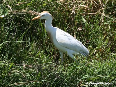 Cattle Egret / Kohejre