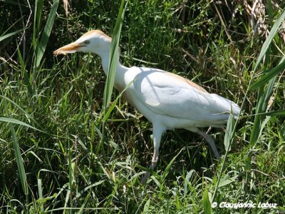 Cattle Egret / Kohejre