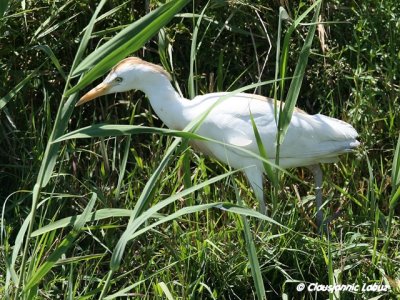 Cattle Egret / Kohejre