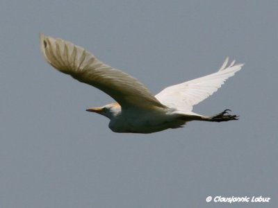 Cattle Egret / Kohejre