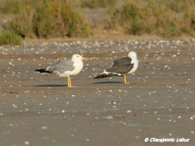 Yellowlegged Gull and Lesser Black-backed Gull / Middelhavsslvmge og Sildemge