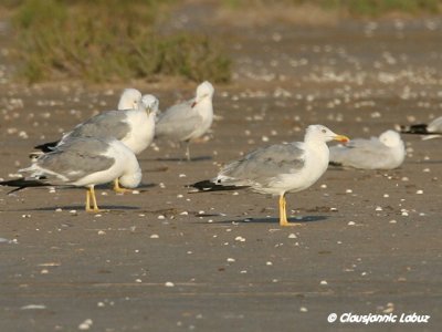 Yellowlegged Gull / Middelhavsslvmge