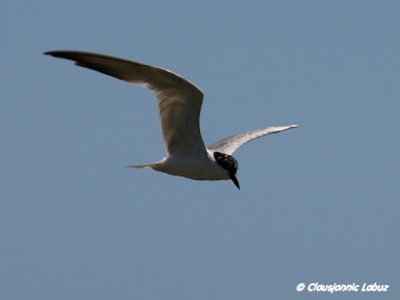 Gull-billed Tern / Sandterne
