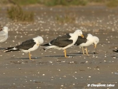 Lesser Black-backed Gull / Sildemge