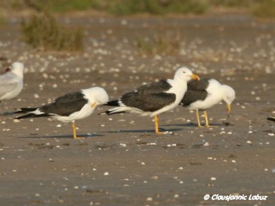 Lesser Black-backed Gull / Sildemge