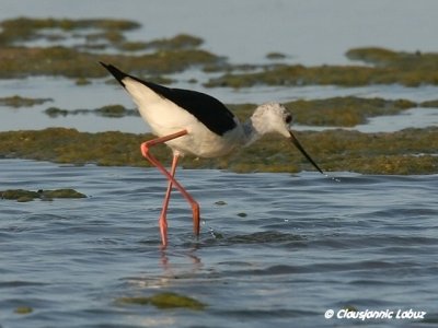 Blackwinged Stilt / Styltelber