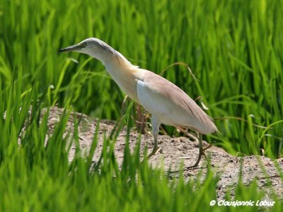 Squacco Heron / Tophejre