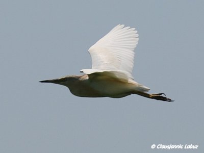 Squacco Heron / Tophejre