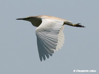 Squacco Heron / Tophejre