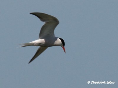 Common Tern / Fjordterne