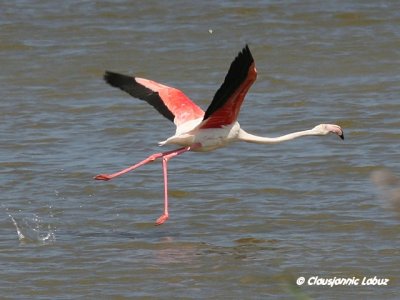 Flamingo_CLA_4176_640.jpg