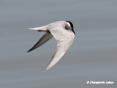 Whiskered Tern / Hvidskgget terne