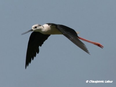 Blackwinged Stilt / Stylteloeber