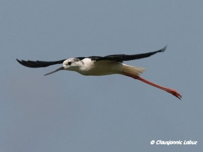 Blackwinged Stilt / Stylteloeber