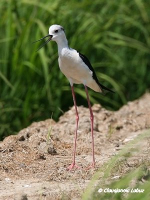 Blackwinged Stilt / Stylteloeber