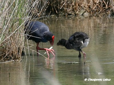 Purple Swamphen / Sultanhne - juvenile