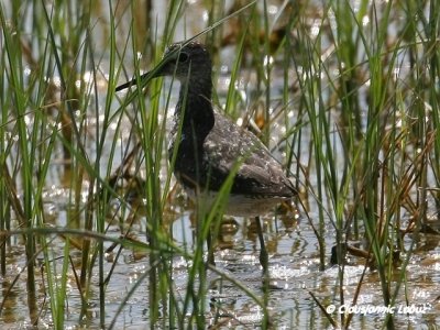 Green Sandpiper / Svaleklire