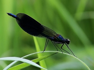Banded Demoiselle / Blåbåndet Pragtvandnymfe / Calopteryx splendens - Holmegårds Mose, DK