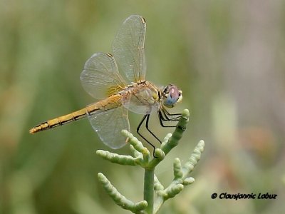 Red-veined Darter / Rødåret hedelibel / Sympetrum fonscolombii, female - Ebro-delta, Spanien