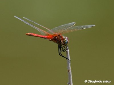 Red-veined Darter / Rødåret hedelibel / Sympetrum fonscolombii, male - Ebro-delta, Spanien