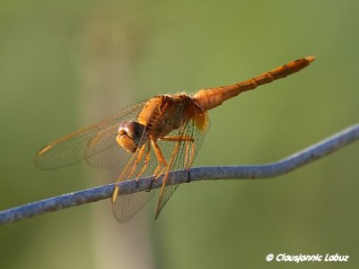 Scarlet Dragonfly / Flammelibel / Crocothemis erythraea - Ebro-deltaet, Spanien