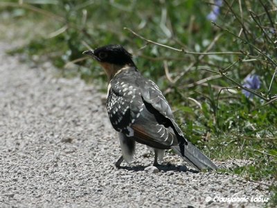 Great Spotted Cuckoo / Skadegg - Ebro-delta