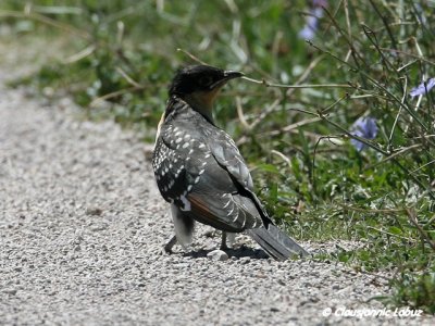 Great Spotted Cuckoo / Skadegg - Ebro-delta
