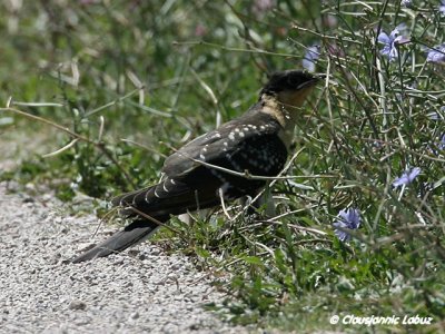 Great Spotted Cuckoo / Skadegg - Ebro-delta