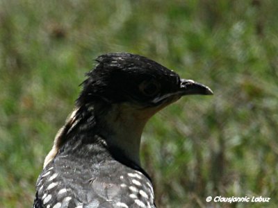Great Spotted Cuckoo / Skadegg - Ebro-delta