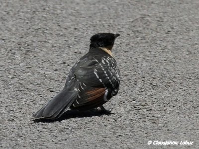 Great Spotted Cuckoo / Skadegg - Ebro-delta