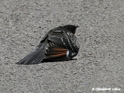 Great Spotted Cuckoo / Skadegg - Ebro-delta