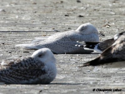 Iceland Gull / Hvidvinget mge - Hvide Sande, DK