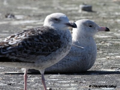 Iceland Gull / Hvidvinget mge - Hvide Sande, DK
