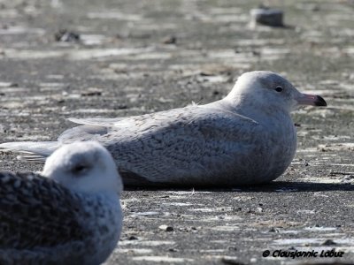 Iceland Gull / Hvidvinget mge - Hvide Sande, DK