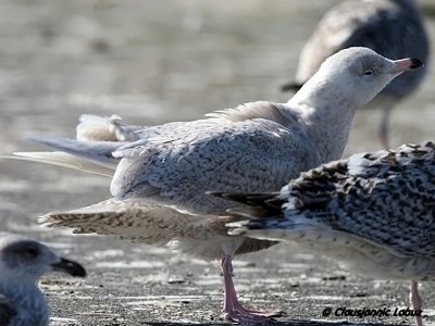 Iceland Gull / Hvidvinget mge - Hvide Sande, DK