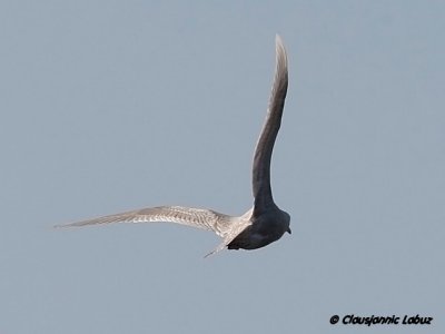 Iceland Gull / Hvidvinget måge - Hvide Sande, DK