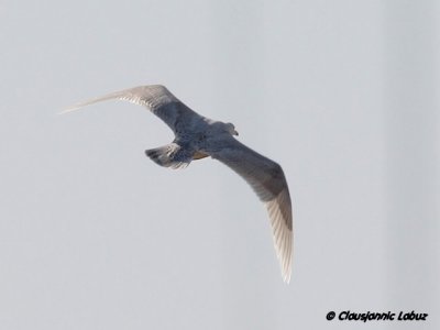 Iceland Gull / Hvidvinget måge - Hvide Sande, DK