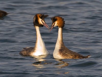 Grebes & Loons
