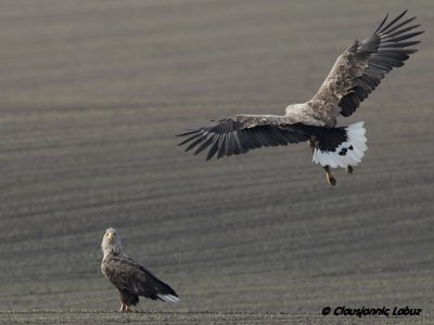 Whitetailed Eagle / Havrn